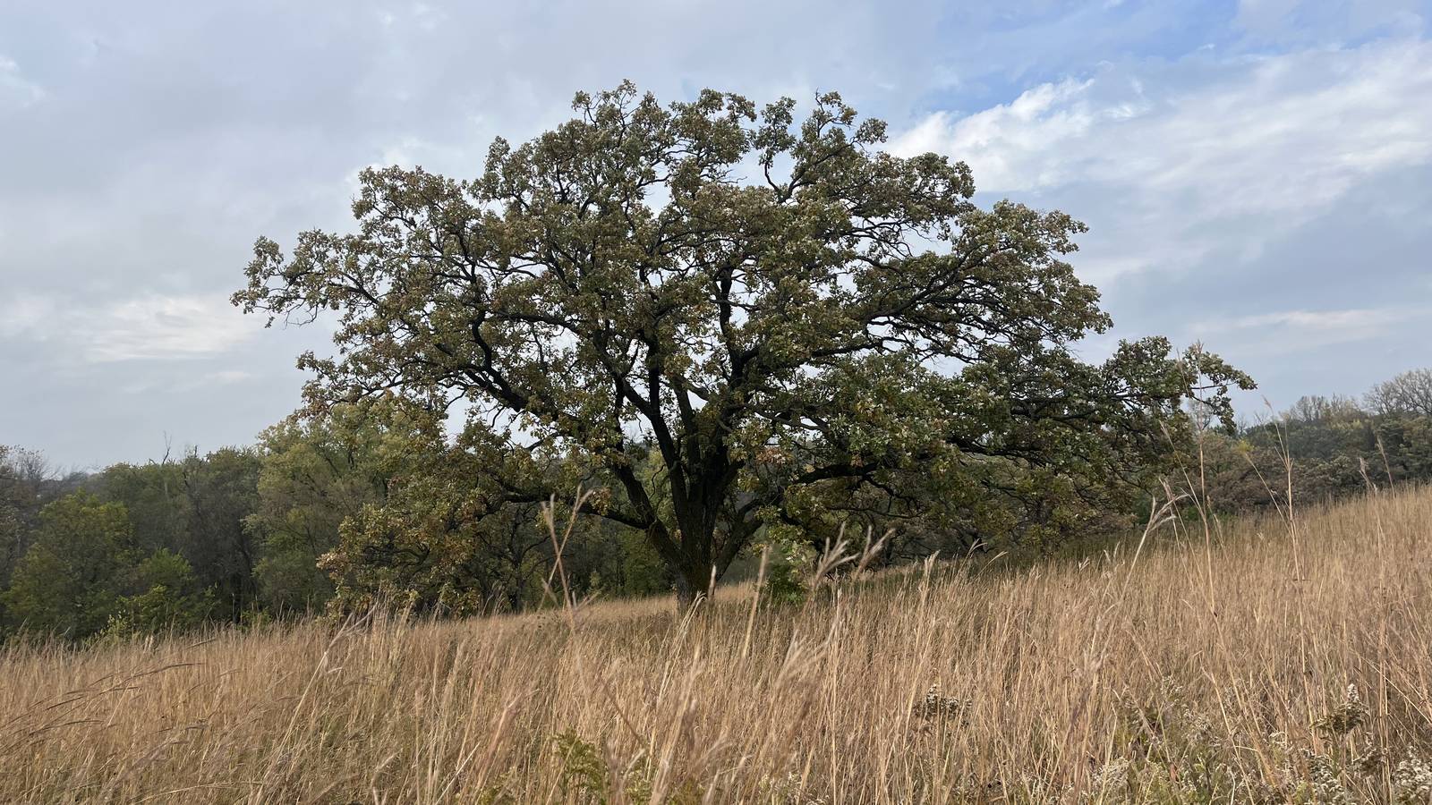 Eine einzeln stehende, breit gewachsene Eiche auf einer Wiese mit hohem, trockenem Gras unter wolkigem Himmel.